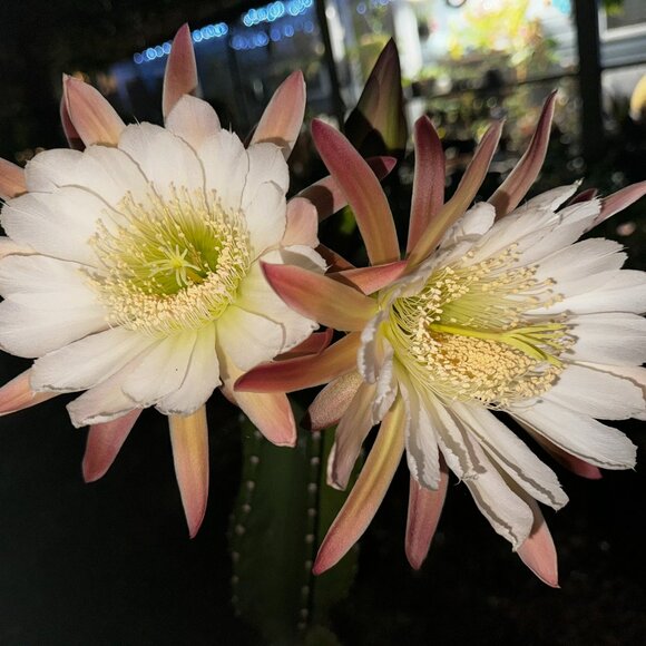 Meet your Posher, Jojo - Picture 1 of 1